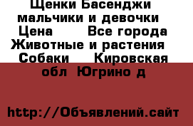Щенки Басенджи ,мальчики и девочки › Цена ­ 1 - Все города Животные и растения » Собаки   . Кировская обл.,Югрино д.